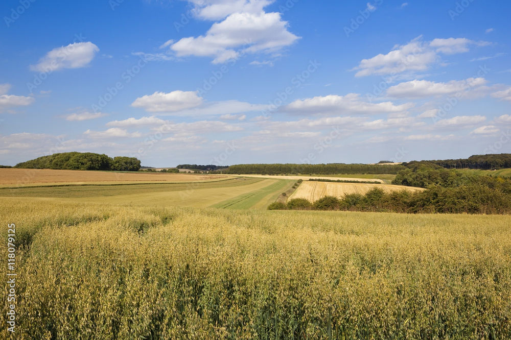 yorkshire oat fields