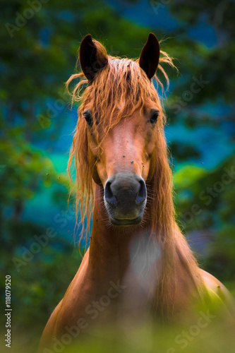 Fototapeta Naklejka Na Ścianę i Meble -  Cheval
