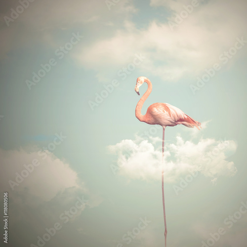 Flamingo with long legs on a cloudy sky background
