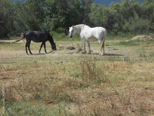 chevaux