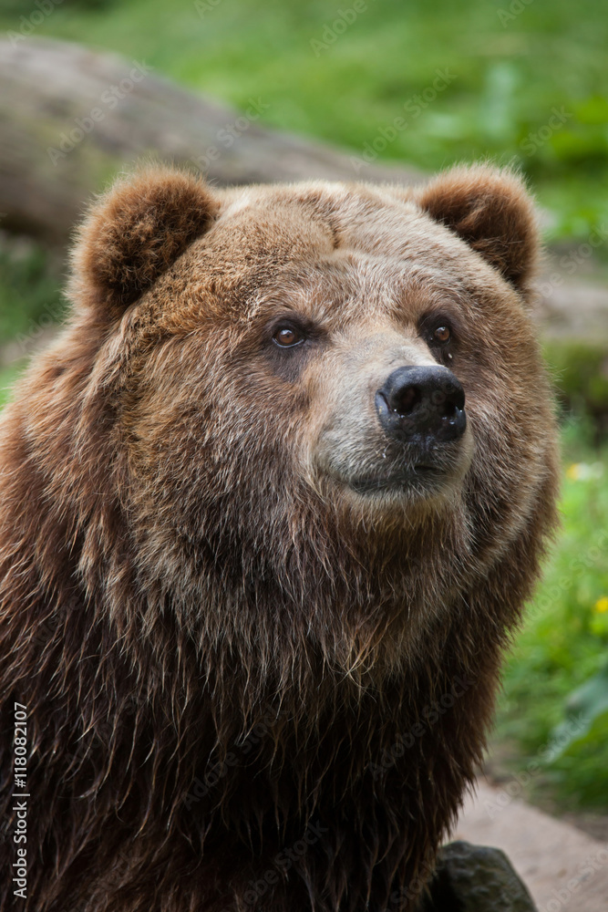 Mainland grizzly (Ursus arctos horribilis). Mainland grizzly (Ursus arctos horribilis).
