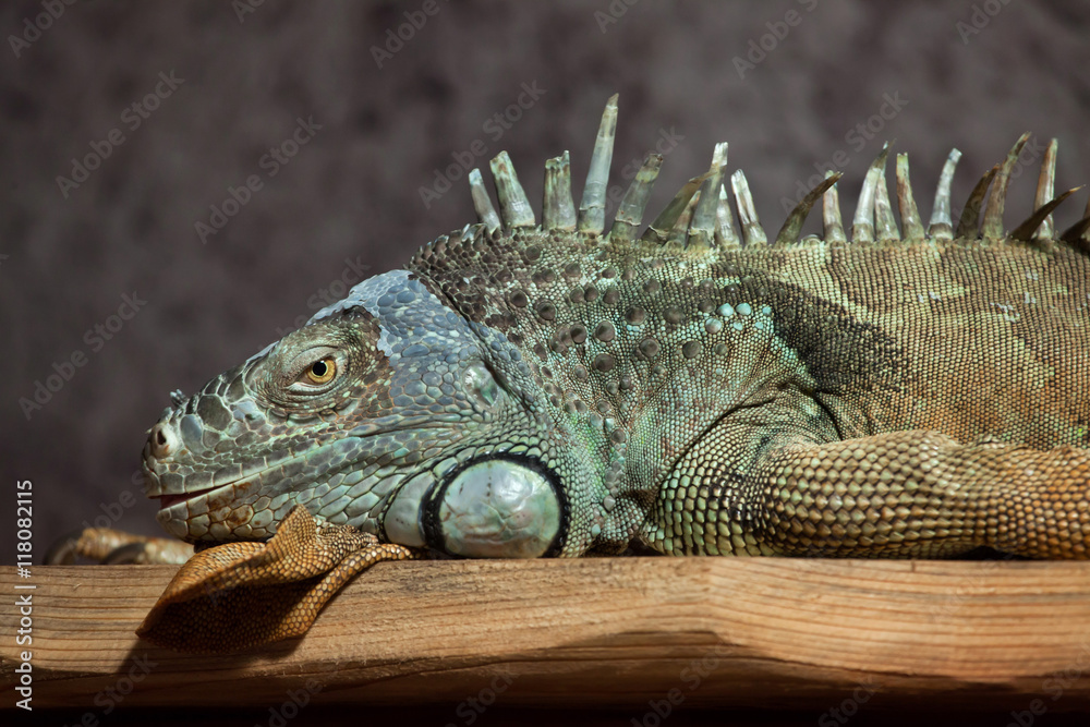 Green iguana (Iguana iguana). Green iguana (Iguana iguana).