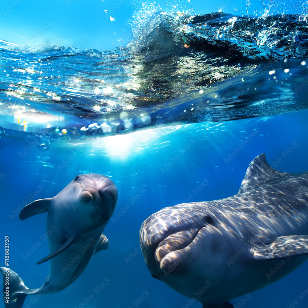 Naklejka premium dwa delfiny pod wodą i rozbijające się fale nad nimi