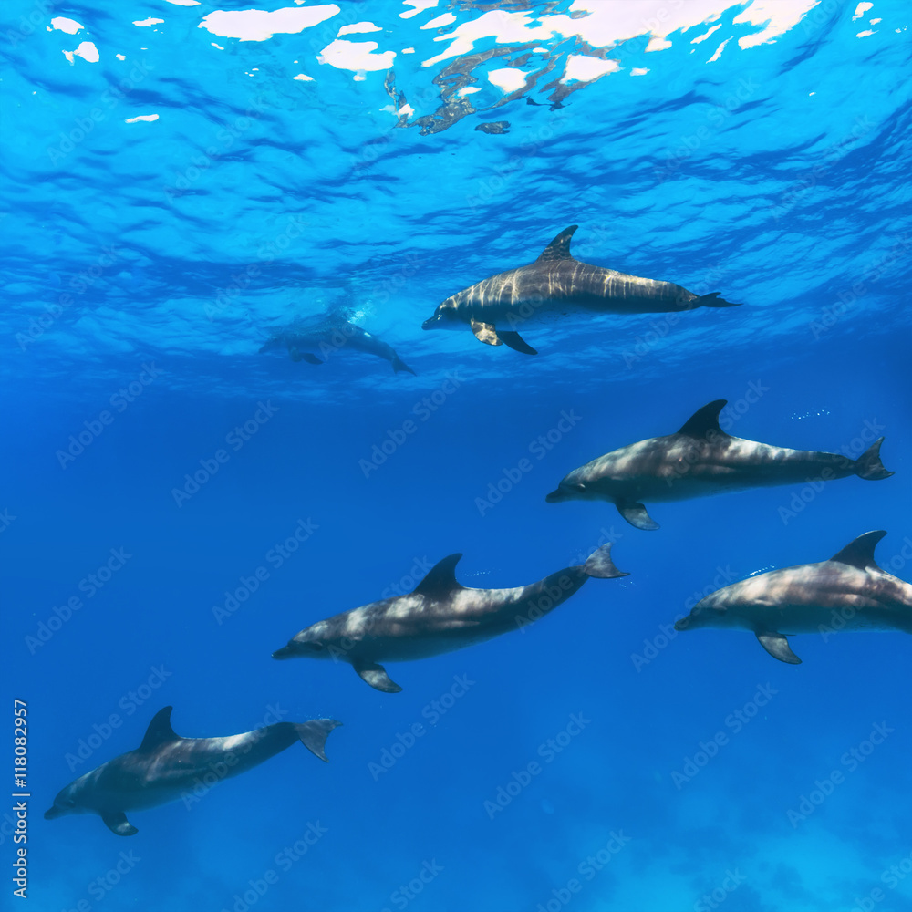 A flock of dolphins playing in sunrays underwater