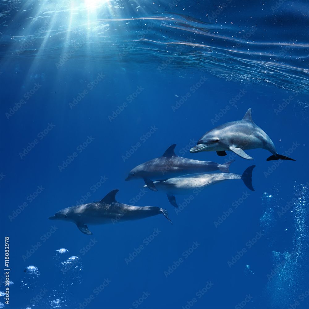the family of red-sea common bottlenose dolphins on blue aquatic background the family of red-sea common bottlenose dolphins on blue aquatic background