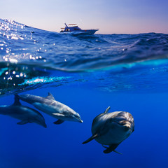 Fototapete Unterwasser Drei Delfine unter dem Tauchboot  © willyam