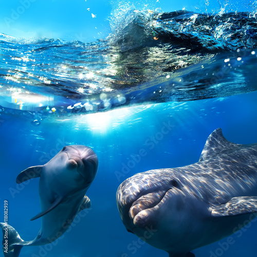 two dolphins underwater and breaking splashing wave above them
