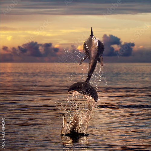 beautiful dolphin jumped from watrer at the sunset time photo