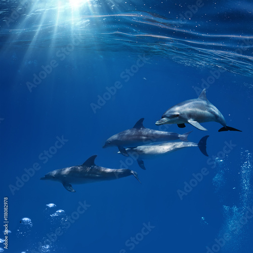 the family of red-sea common bottlenose dolphins on blue aquatic background