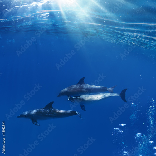 A flock of dolphins playing between sunrays and air bubbles underwater