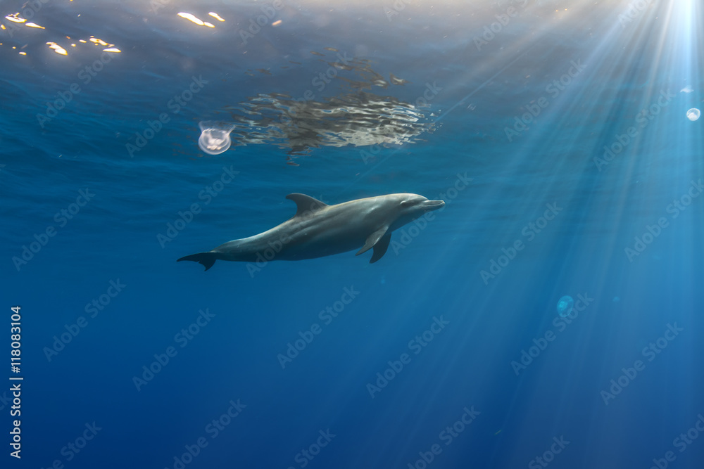 tropical seascape with wild dolphin swimming underwater close the sea surface between sunrays