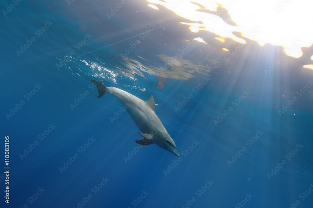 Obraz premium tropical seascape with wild dolphin swimming underwater close the sea surface between sunrays