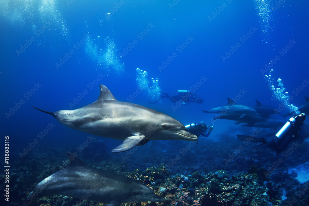 Fototapeta premium Shoal of dolphins swimming underwater over coral reef with group of divers