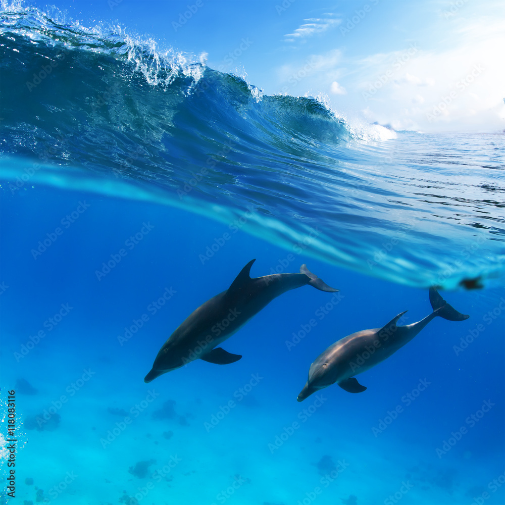 Obraz premium two dolphins diving underwater and breaking splashing wave above them