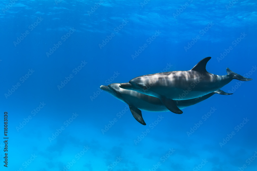 Fototapeta premium a pair of dolphins playing in sunrays underwater