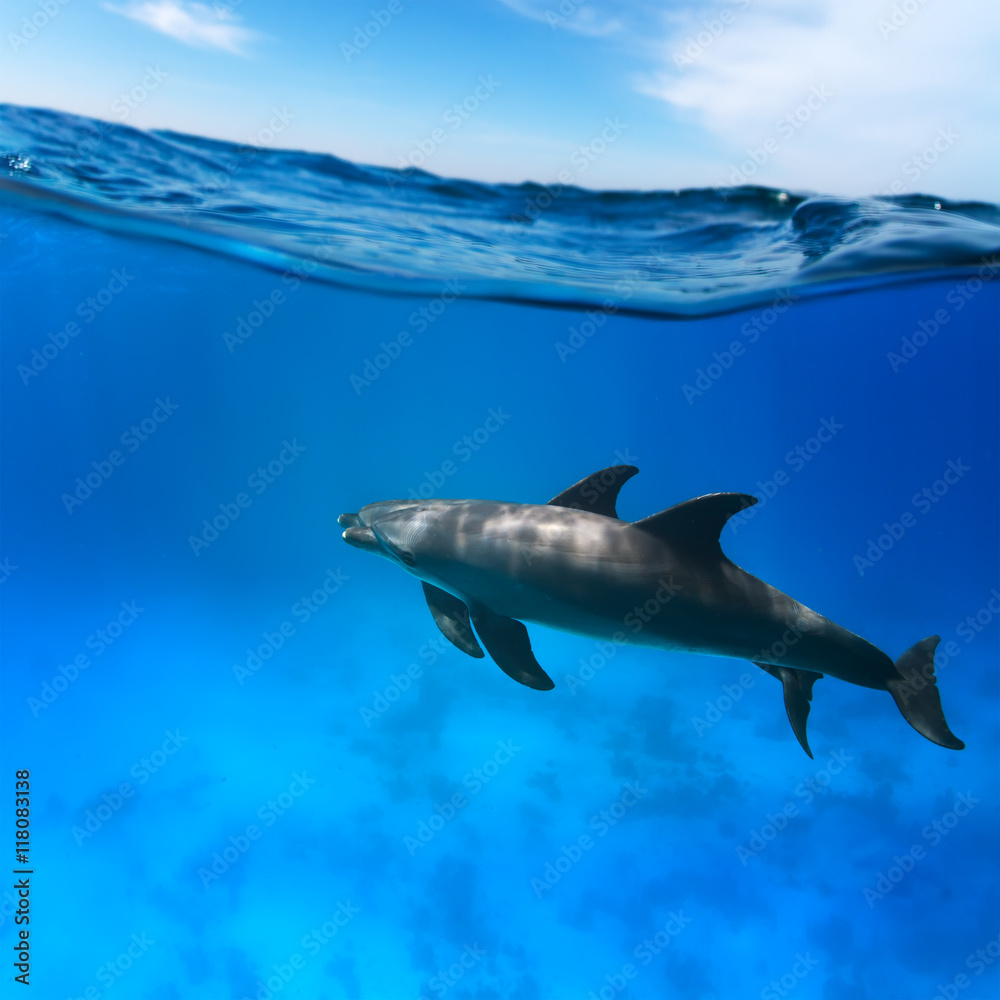 Wildlife marine postcard. A pair of friendly playful funny dolphins under water line