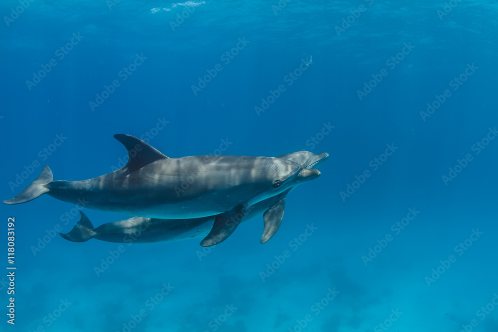 Fototapeta premium Pair of wild dolphins underwater in deep blue sea. Aquatic marine animals in nature