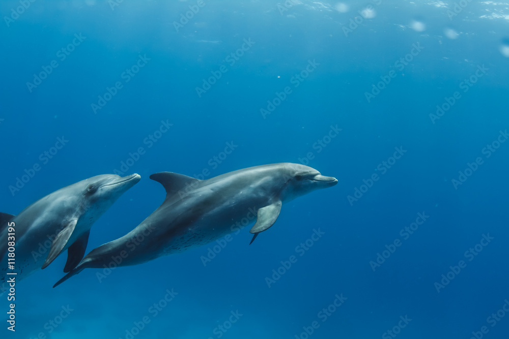 Pair of wild dolphins underwater in deep blue sea. Aquatic marine animals in nature