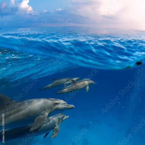 Submerged image splitted by waterline. A family of dolphins with a baby swimming underwater underneath of sea wave © willyam
