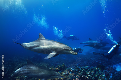 Shoal of dolphins swimming underwater over coral reef with group of divers © willyam