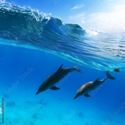 two dolphins diving underwater and breaking splashing wave above them © willyam
