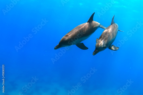 a pair of dolphins playing in sunrays underwater © willyam