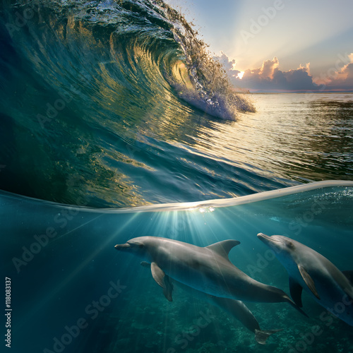 Fototapeta Naklejka Na Ścianę i Meble -  hawaiian beautiful dolphins playing under ocean breaking surfing wave