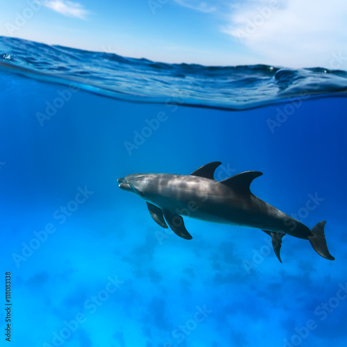Wildlife marine postcard. A pair of friendly playful funny dolphins under water line © willyam