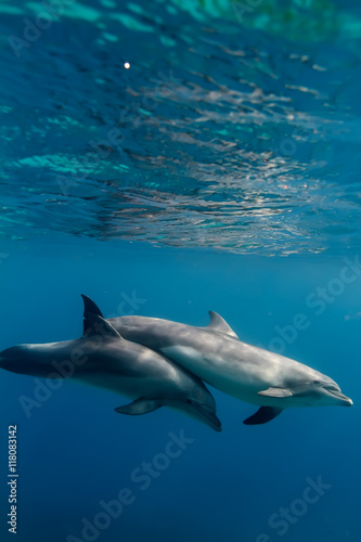 Two dolphins underwater in blue sea under water surface © willyam