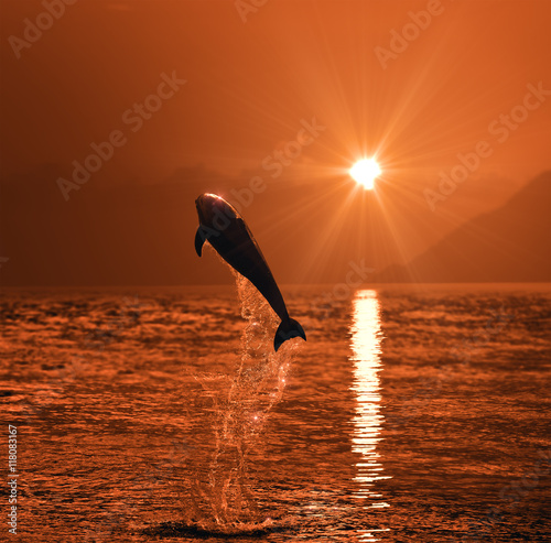 A wild dolphin jumped from shinig vibrant ocean water with beautiful sunset at seascape