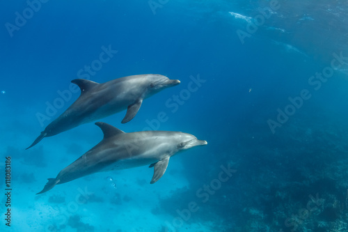 Pair of wild dolphins underwater in deep blue sea. Aquatic marine animals in nature