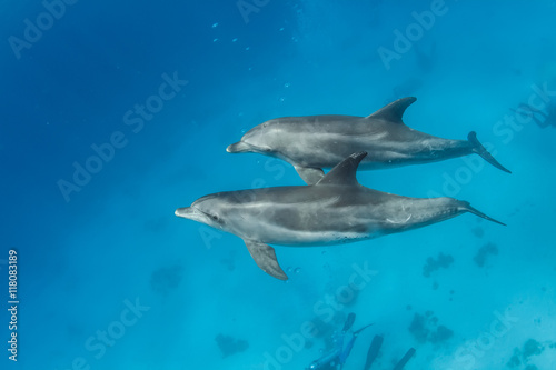 Pair of wild dolphins underwater in deep blue sea. Aquatic marine animals in nature
