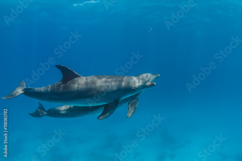 Pair of wild dolphins underwater in deep blue sea. Aquatic marine animals in nature © willyam