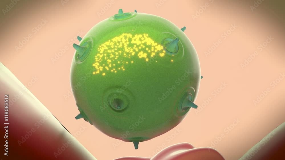 A natural killer cell of the innate immune system injects toxin into a bacterium to kill it.