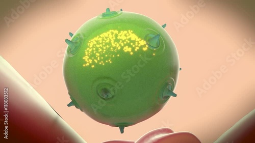 A natural killer cell of the innate immune system injects toxin into a bacterium to kill it.