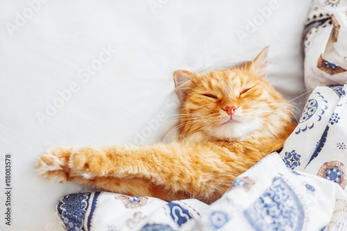 Cute ginger cat lying in bed under a blanket. Fluffy pet comfortably settled to sleep. Cozy home background with funny pet. Flat lay. Top view, place for text.