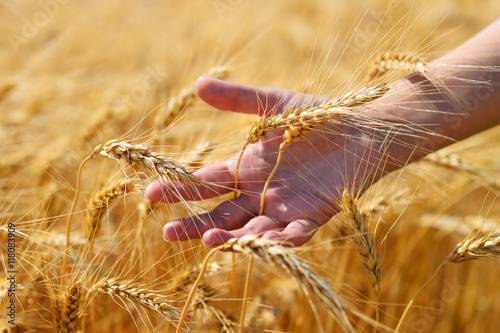 Golden ears in hand on wheat field