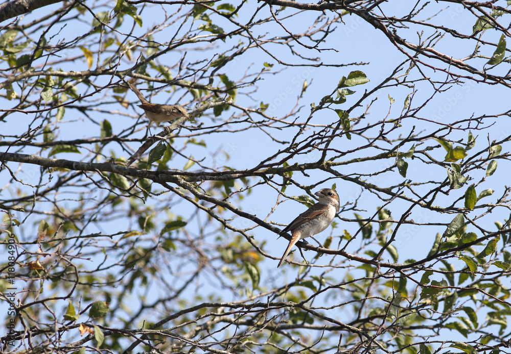 Peaceful coexistence of different species of birds on a tree. Peaceful coexistence of different species of birds on a tree.