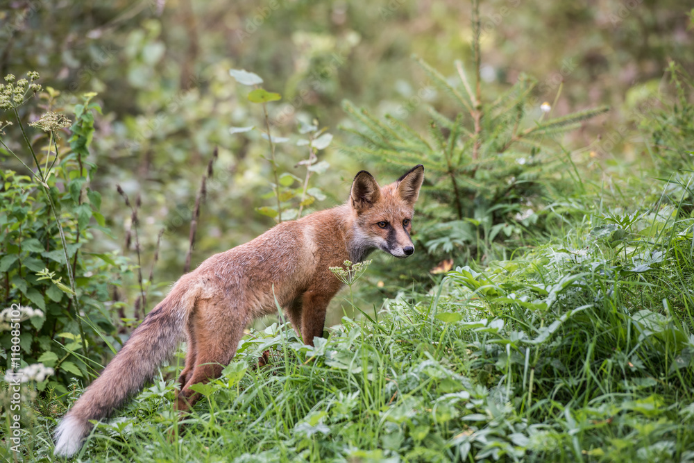 Fototapeta premium European Red Fox Kid (Vulpes vulpes). Fox cub while hunting.