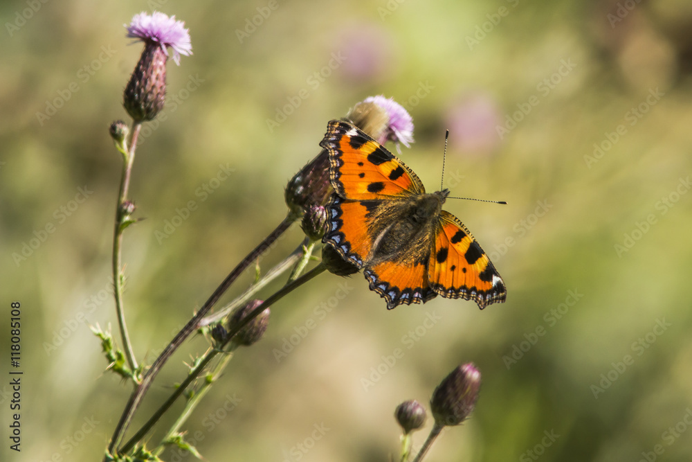 Obraz premium Kleiner Fuchs (Aglais urticae)