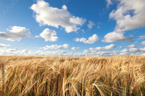 wheat  field in sunny summer day