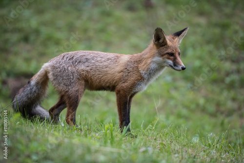 European Red Fox Kid (Vulpes vulpes). Fox cub while hunting.