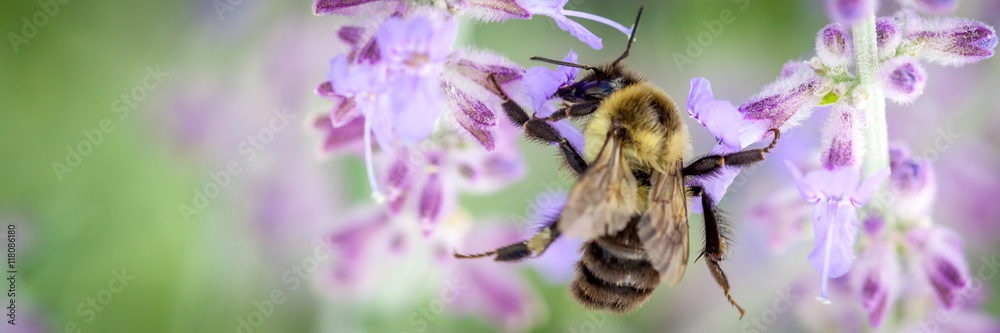 Bee collecting pollen Bee collecting pollen