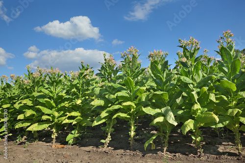 Blossoming tobacco plants in field