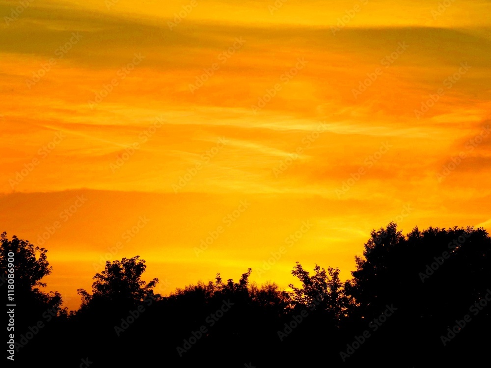 Sunset and deciduous forest