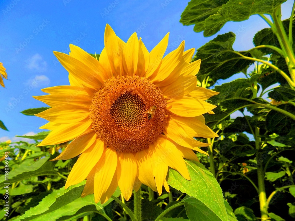 Sunflower on field in summer during sunny day Sunflower on field in summer during sunny day