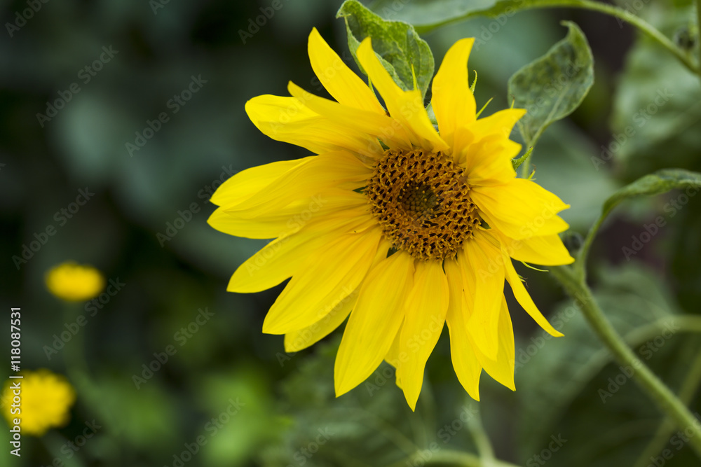 Fototapeta premium Flower Seeds