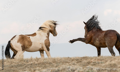 Wild Mustangs © Ronnie Howard