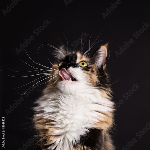 hungriges Maine Coon Kitten