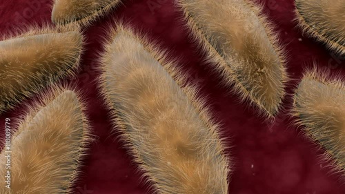 Microscopic visualization of paramecium inside human body.